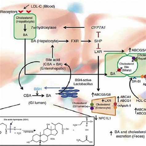 Chenodeoxycholic acid: Uses, Interactions, Mechanism of Action.